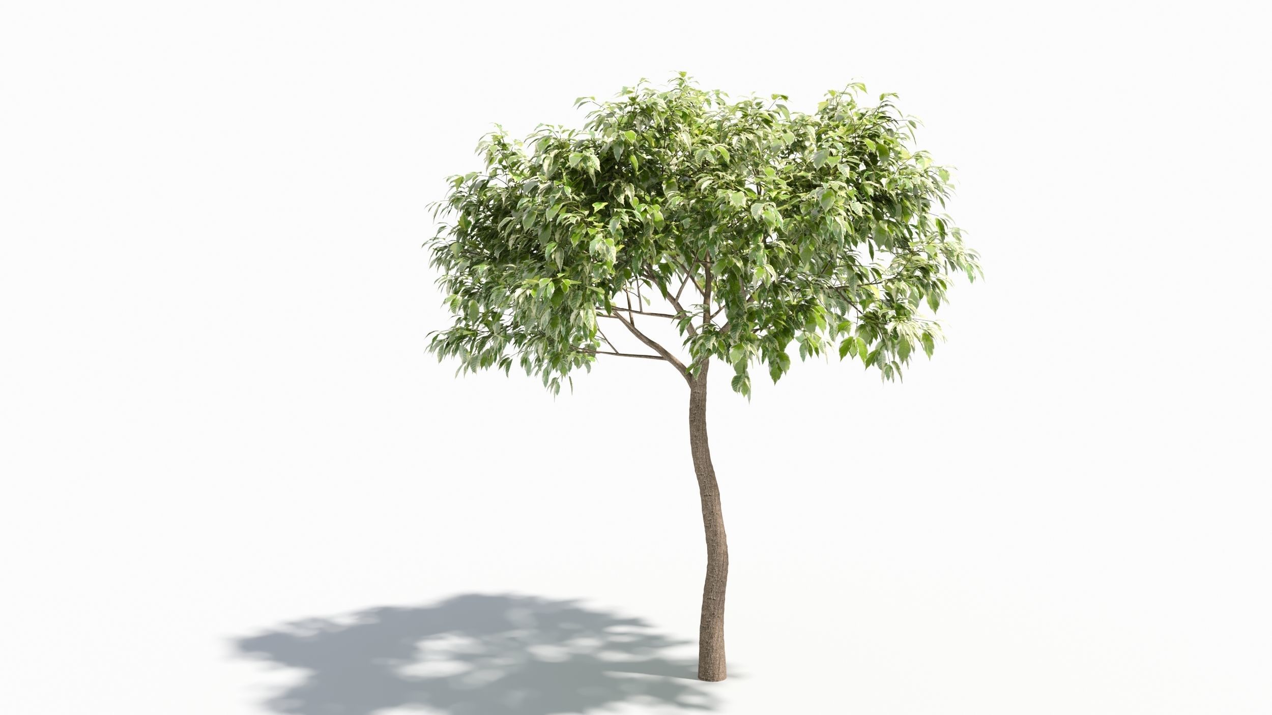 Acer negundo tree 3D model_4