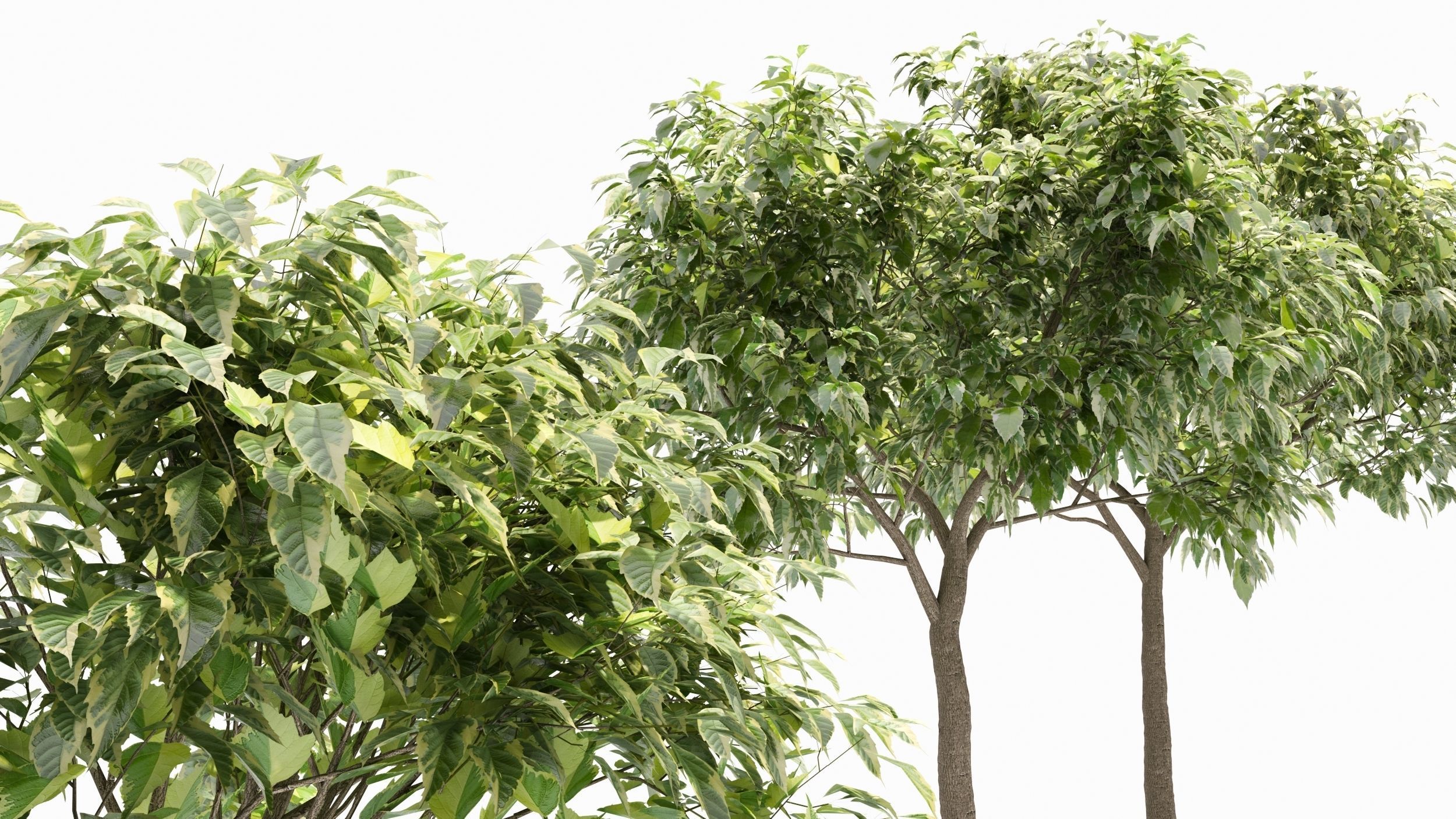 Acer negundo tree 3D model_2