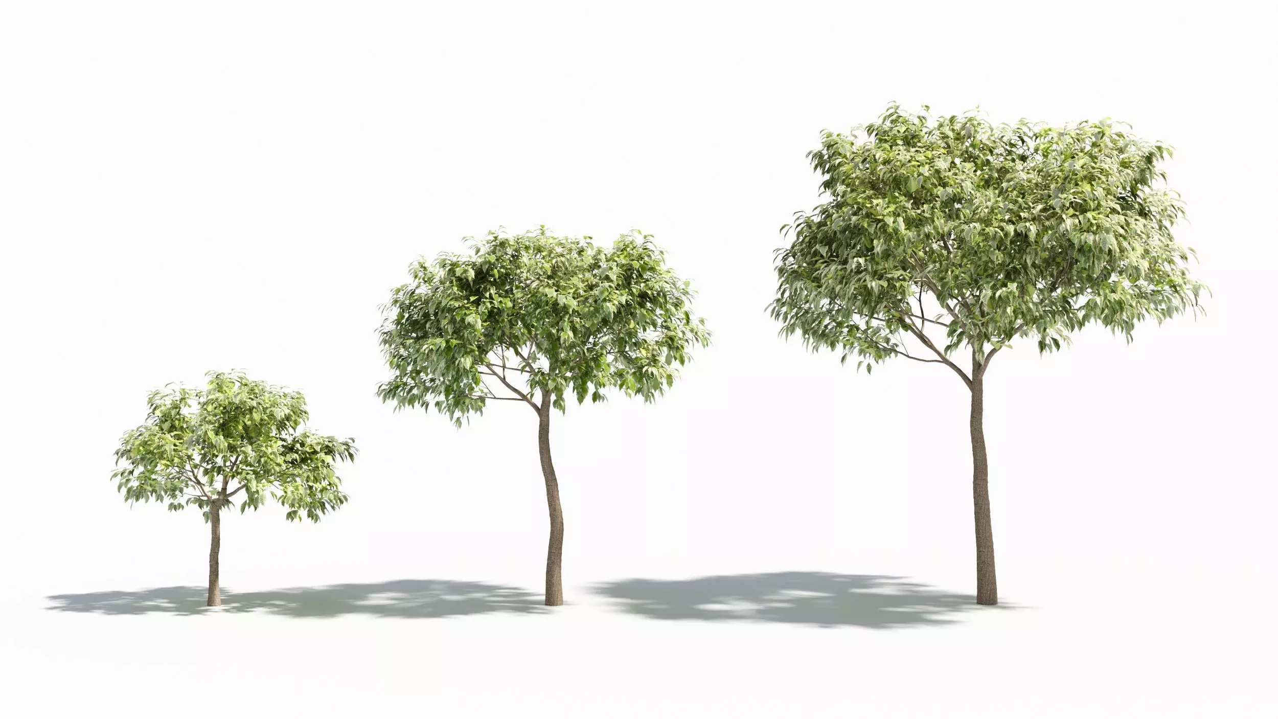 Acer negundo tree 3D model_0
