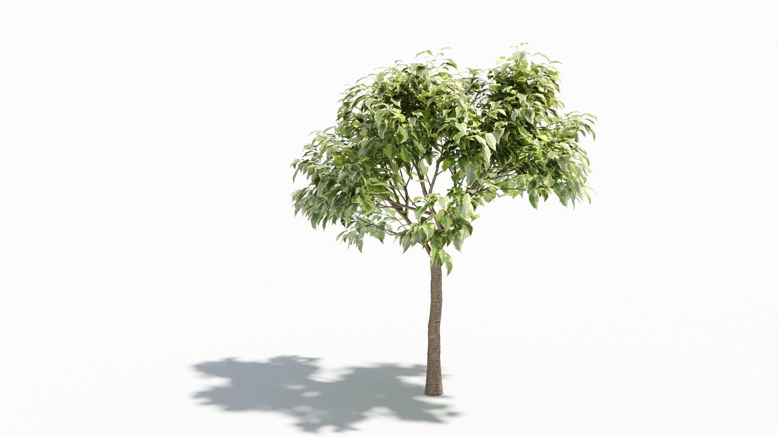 Acer negundo tree 3D model_3
