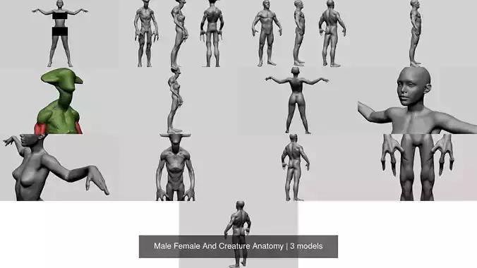 Male Female And Creature Anatomy 3D Model Collection