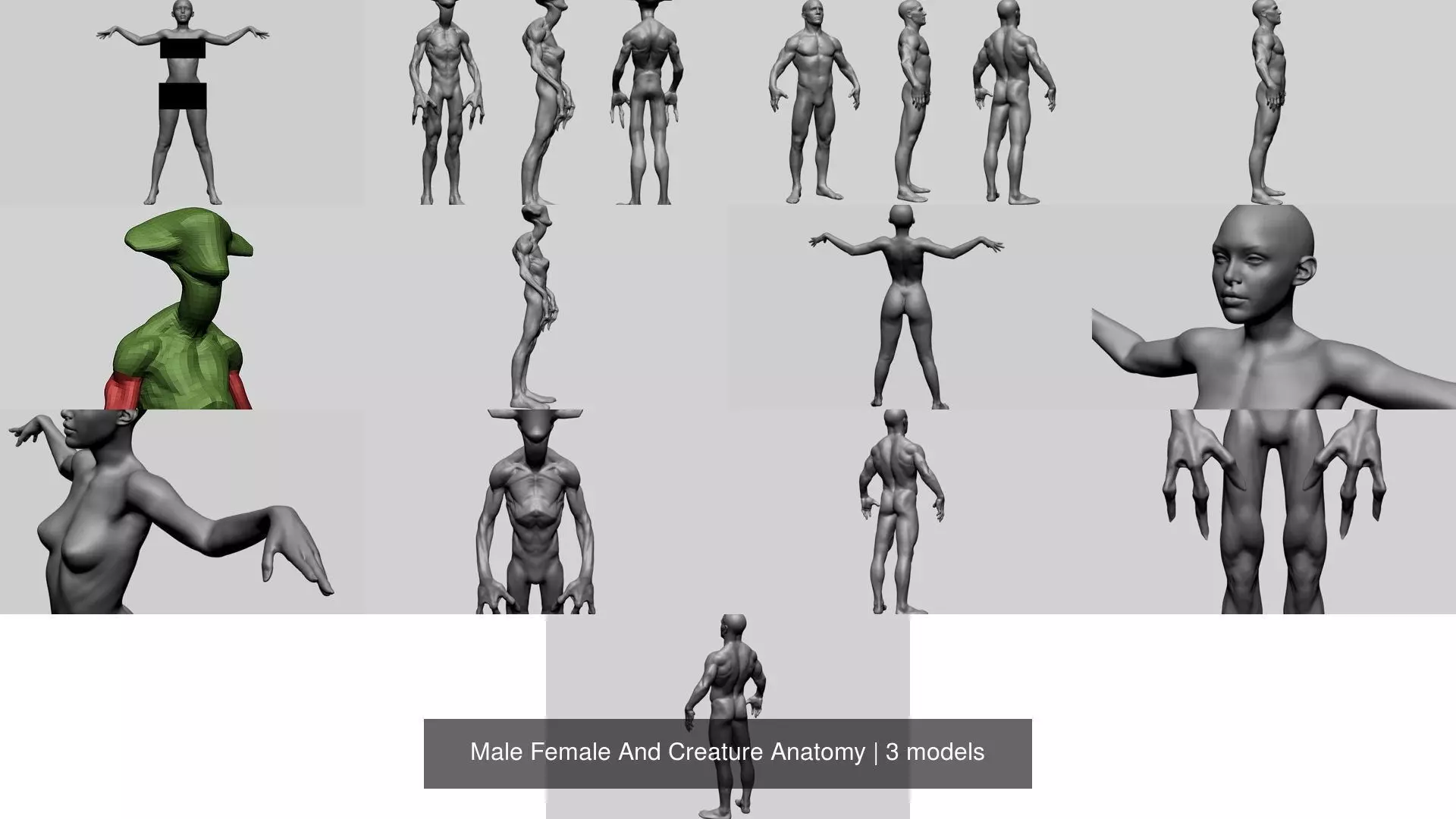 Male Female And Creature Anatomy 3D Model Collection_0