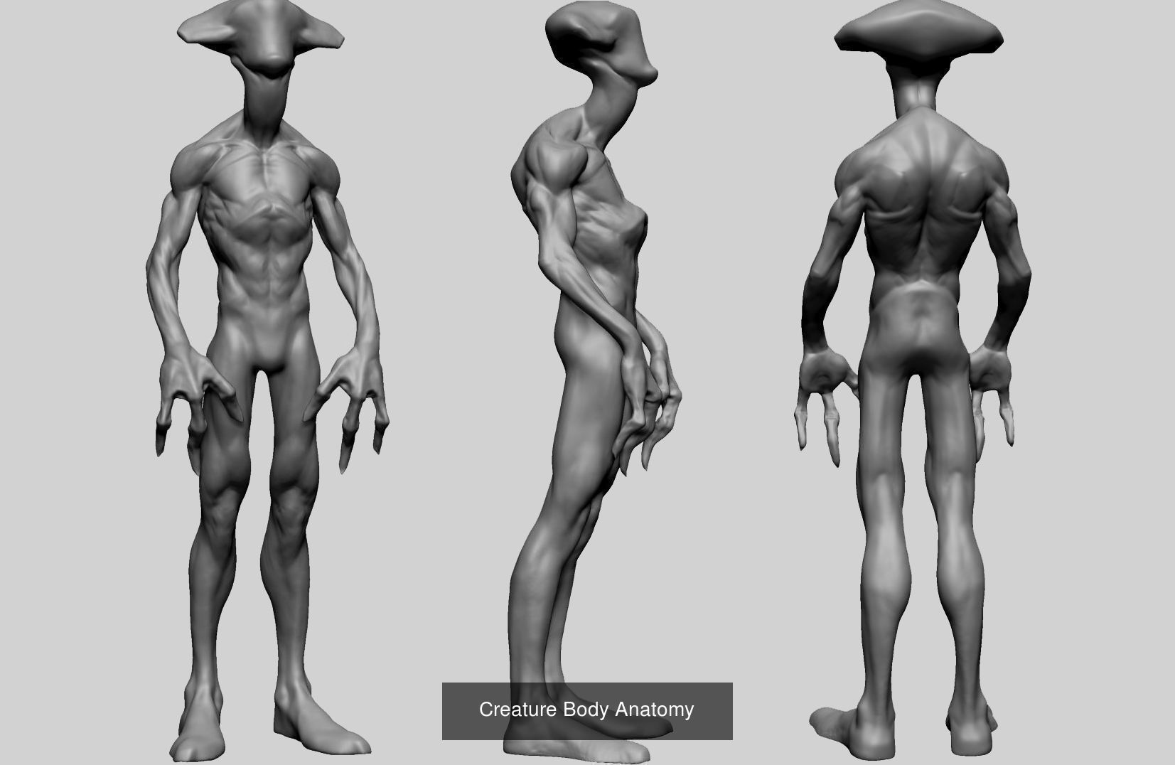Male Female And Creature Anatomy 3D Model Collection_2