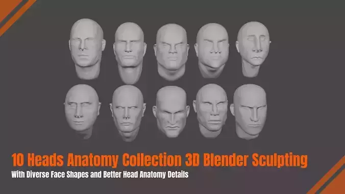 10 HEADS ANATOMY COLLECTION 3D BLENDER SCULPTING 3D model
