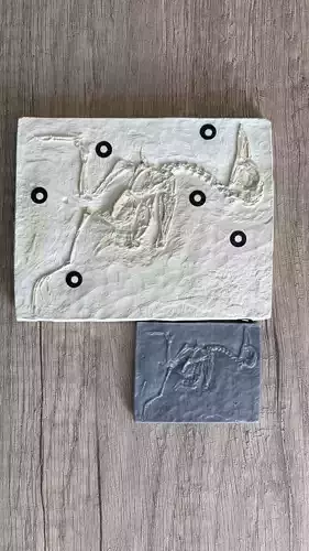 bird fossil