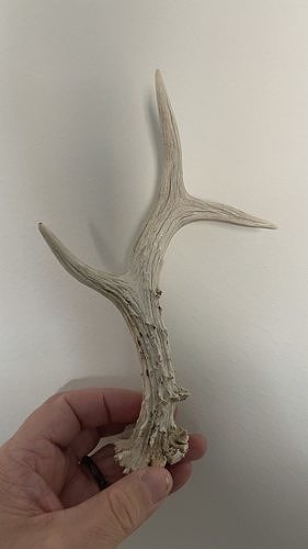 roa deer s antler 1-1 size 3D print model