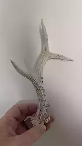 roa deer s antler 1-1 size 3D print model