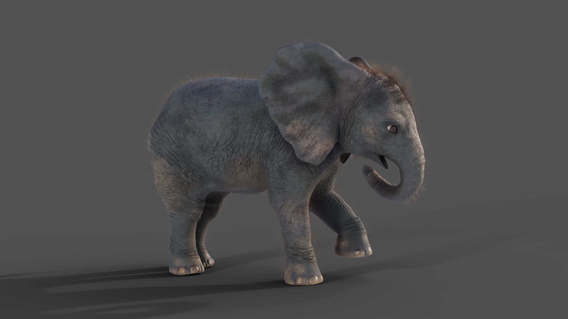 Fur Baby Elephant Rigged and Animation Low-poly 3D model_5