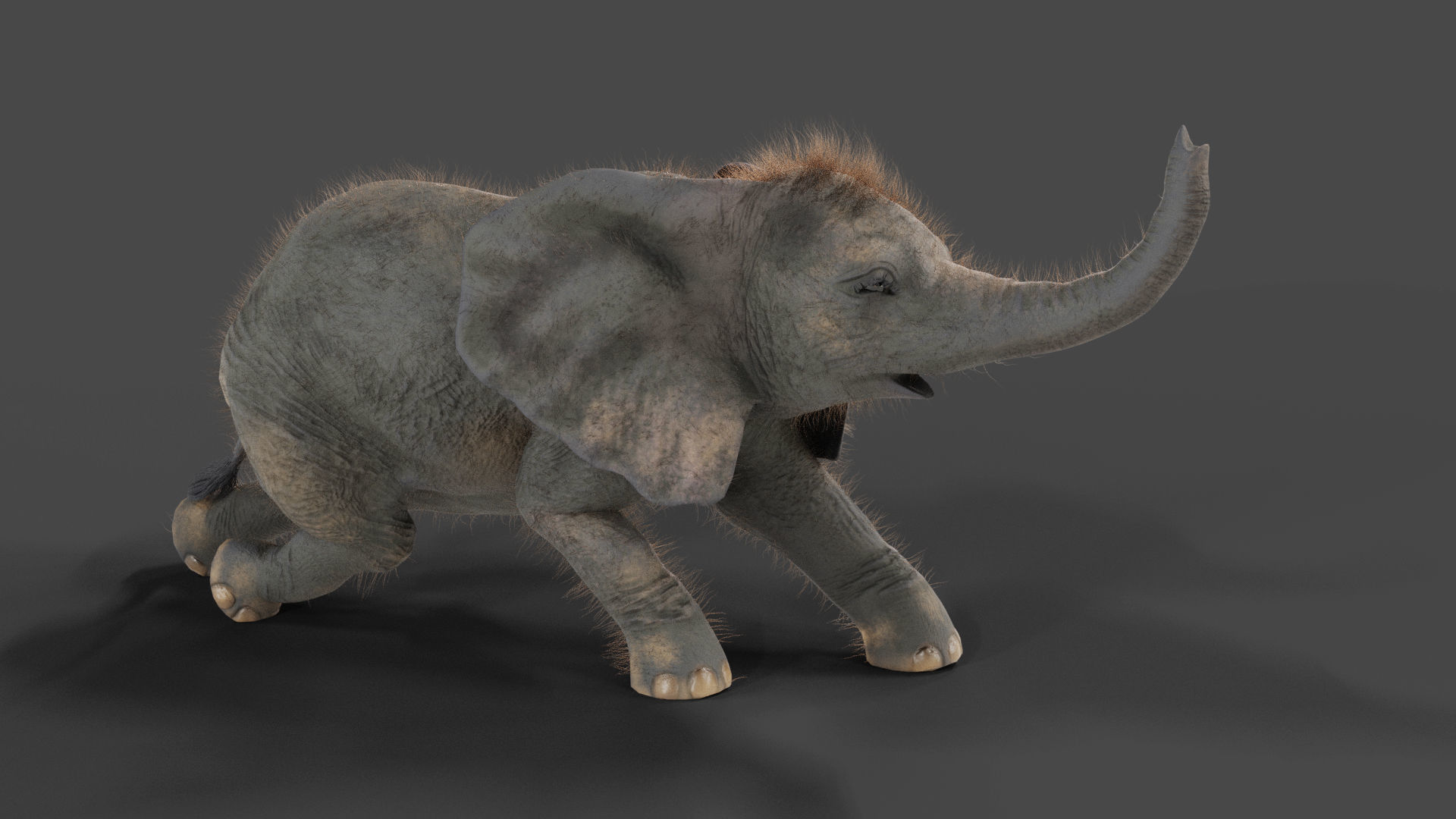 Fur Baby Elephant Rigged and Animation Low-poly 3D model_2