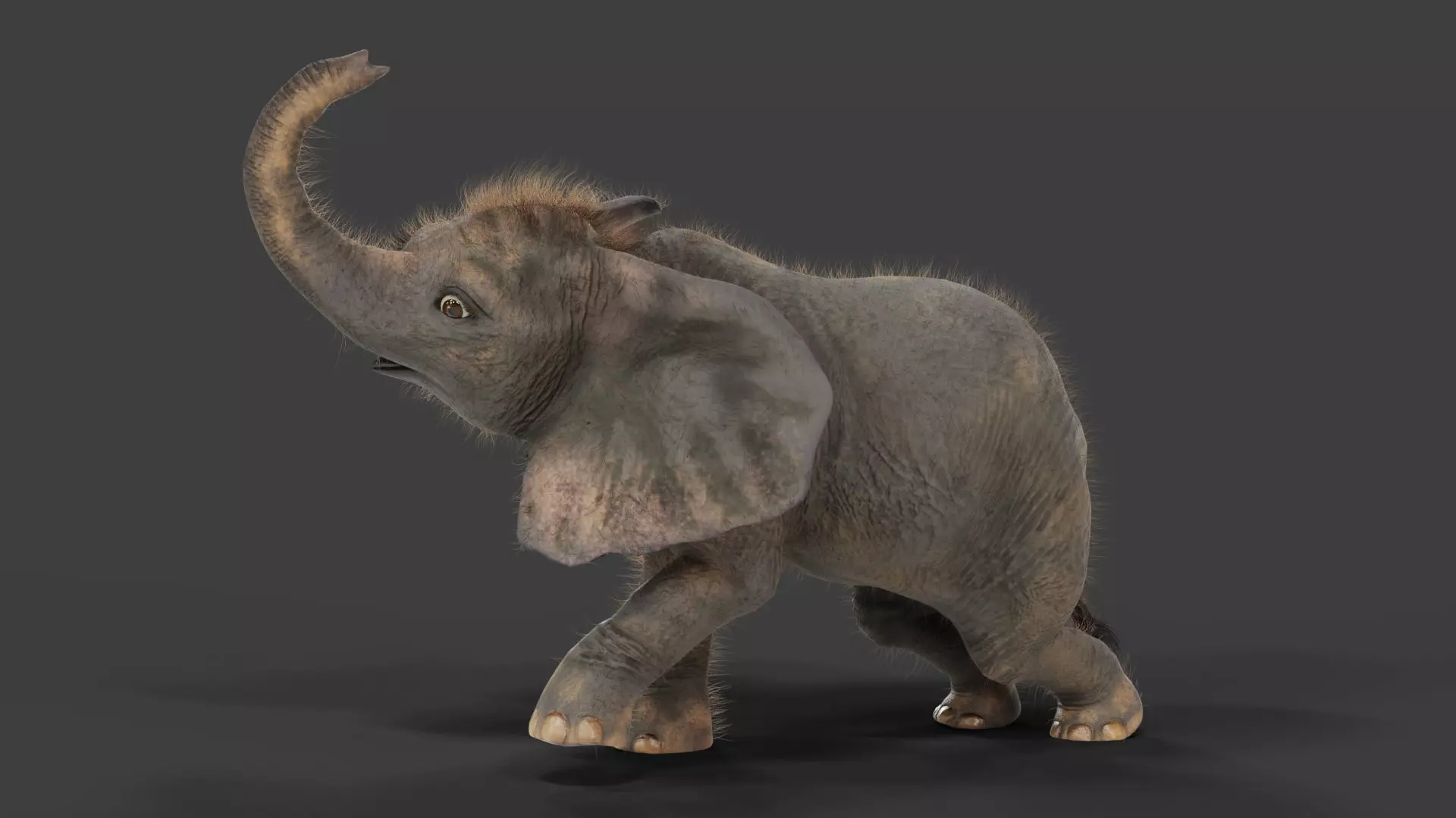 Fur Baby Elephant Rigged and Animation Low-poly 3D model_0