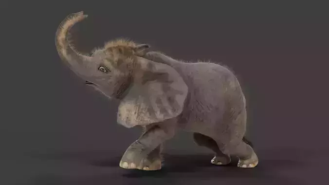 Fur Baby Elephant Rigged and Animation