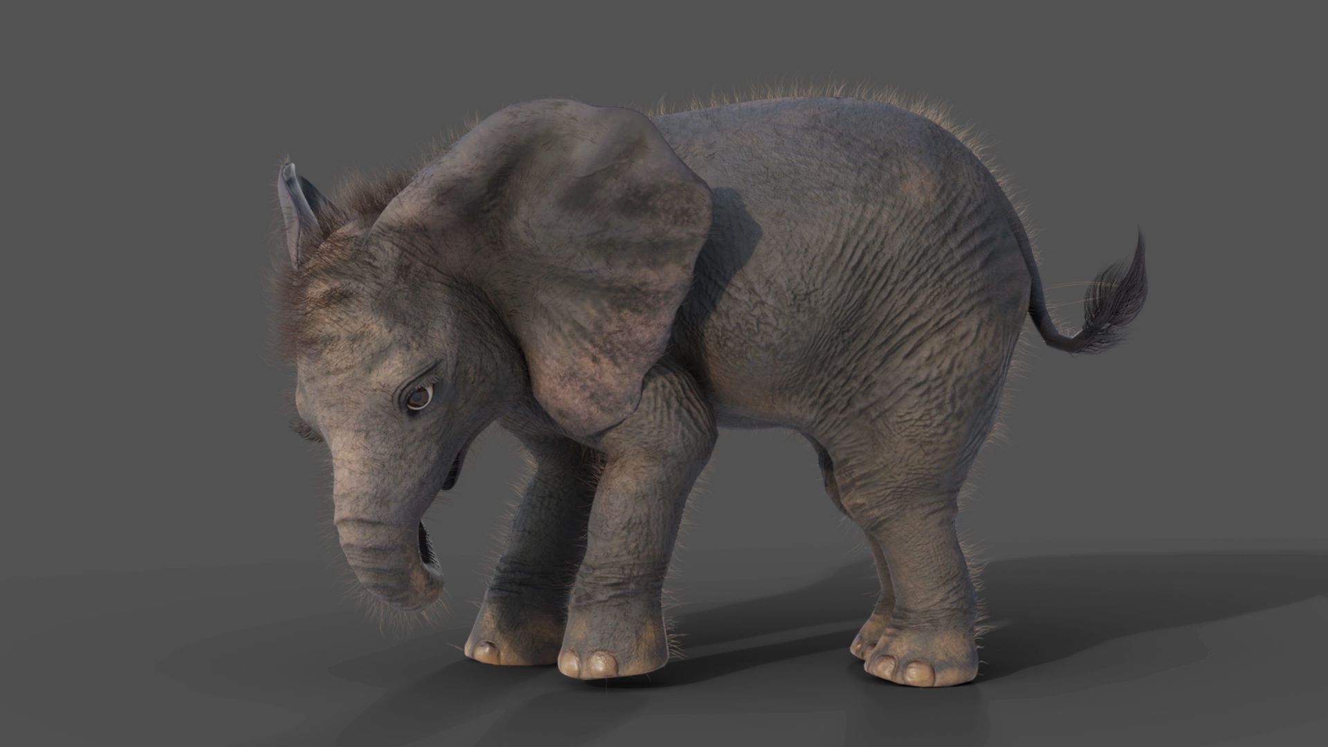 Fur Baby Elephant Rigged and Animation Low-poly 3D model_3