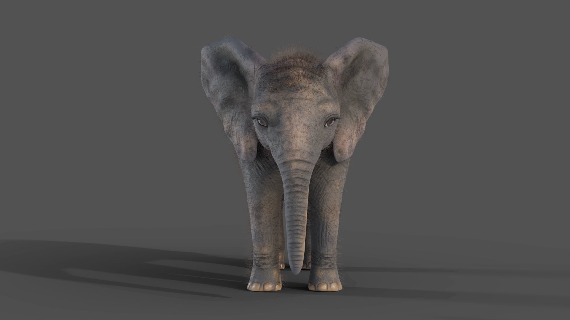 Fur Baby Elephant Rigged and Animation Low-poly 3D model_6