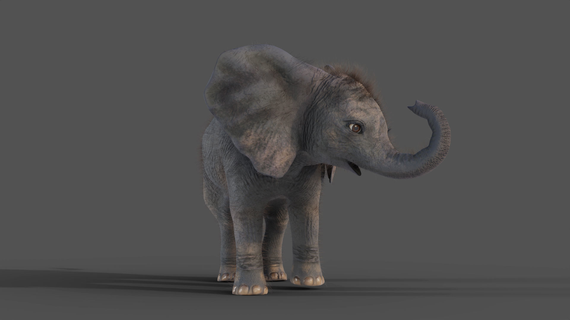 Fur Baby Elephant Rigged and Animation Low-poly 3D model_4