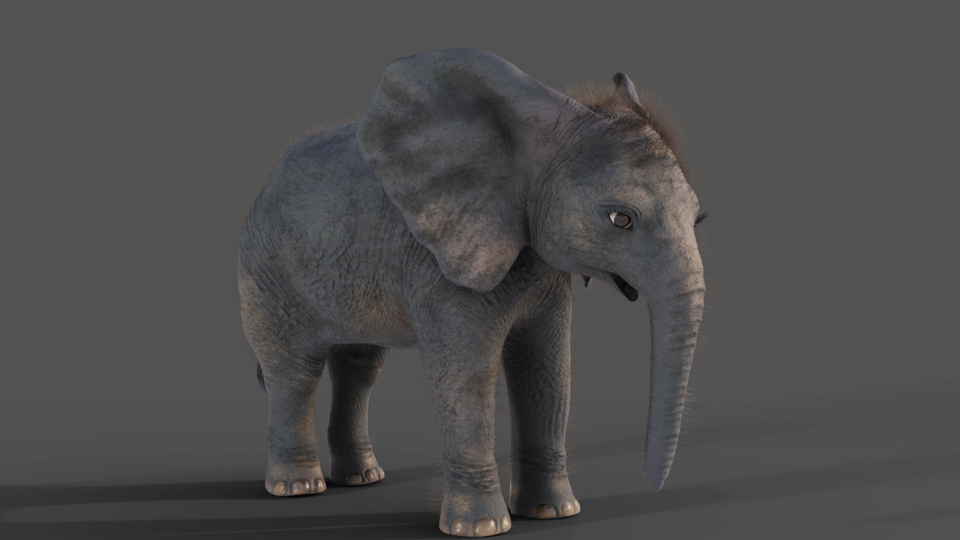 Fur Baby Elephant Rigged and Animation Low-poly 3D model_7