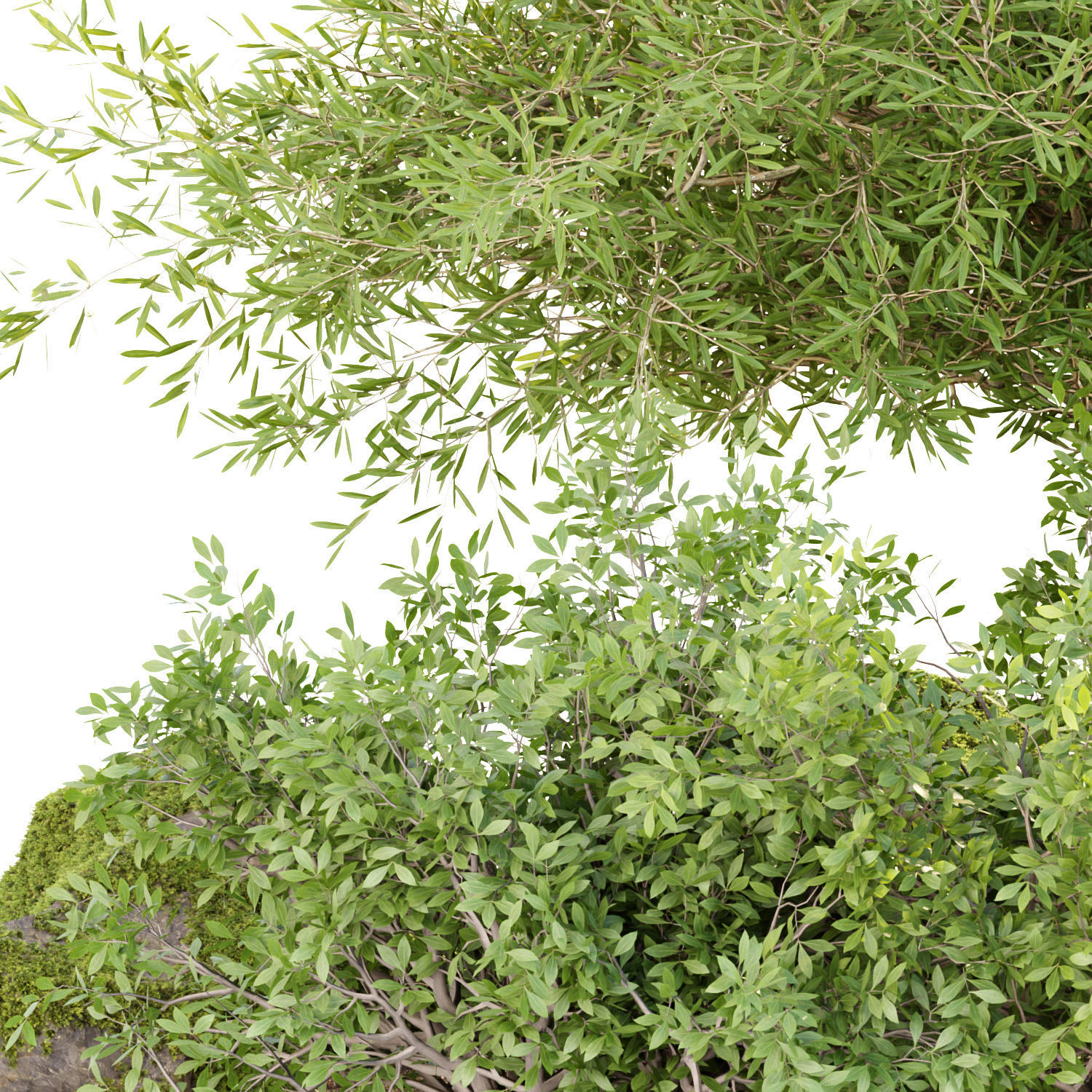 Garden Plants 3D Models collection _7