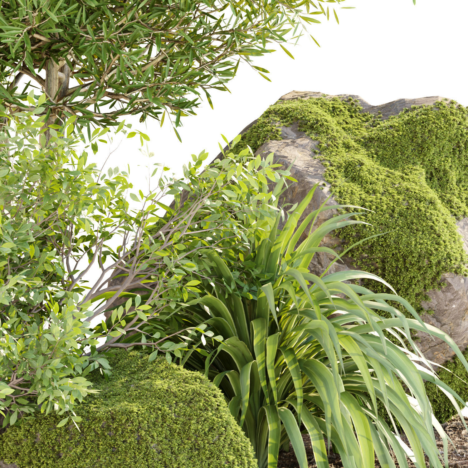 Garden Plants 3D Models collection _5