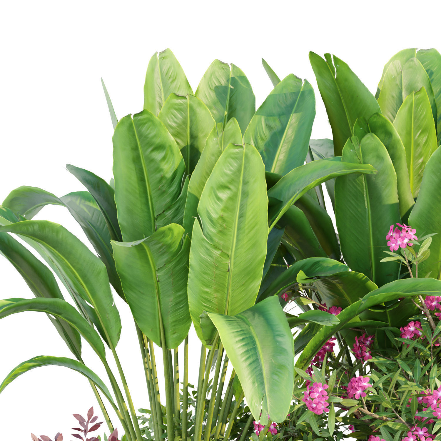 Garden Plants 3D Models collection _11