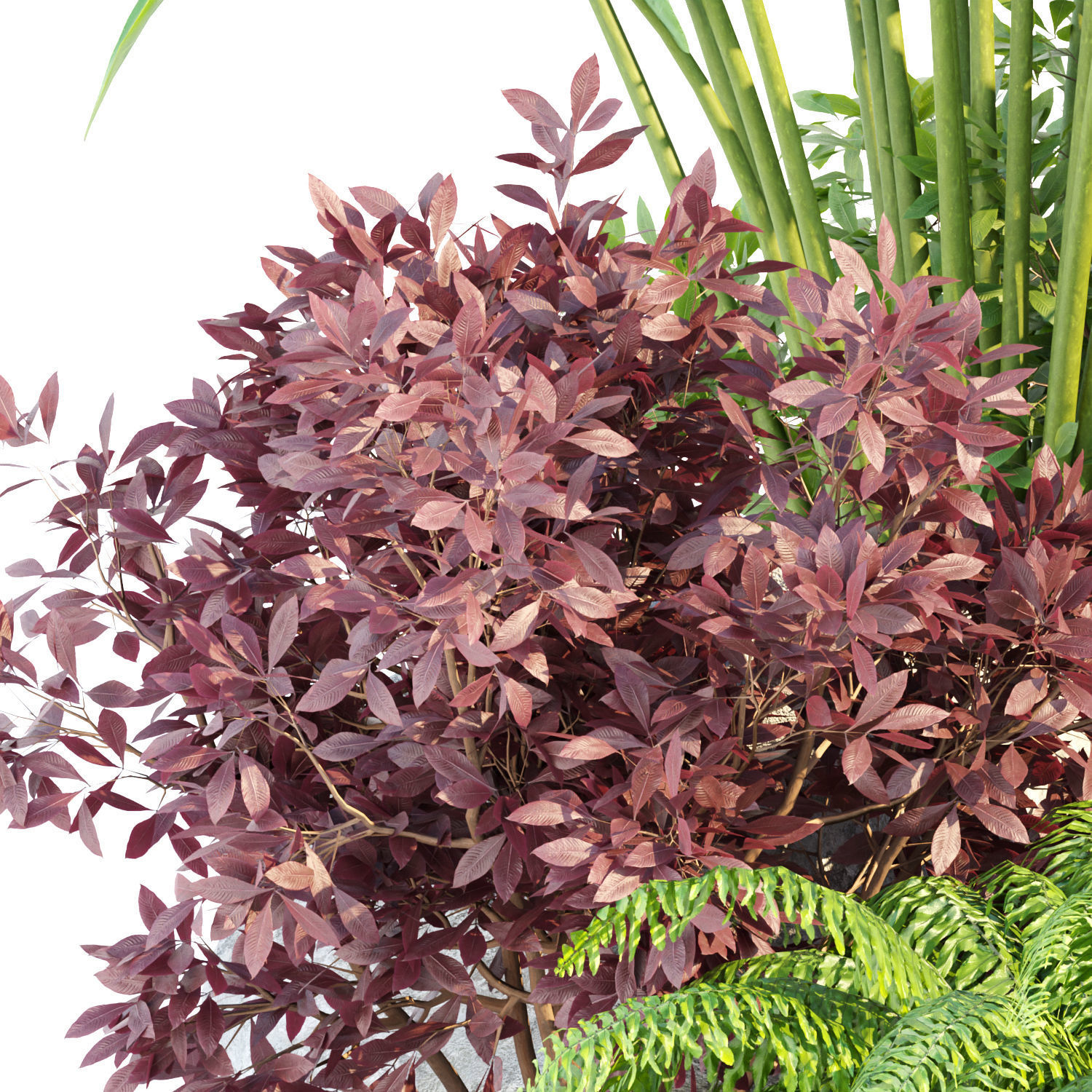 Garden Plants 3D Models collection _14