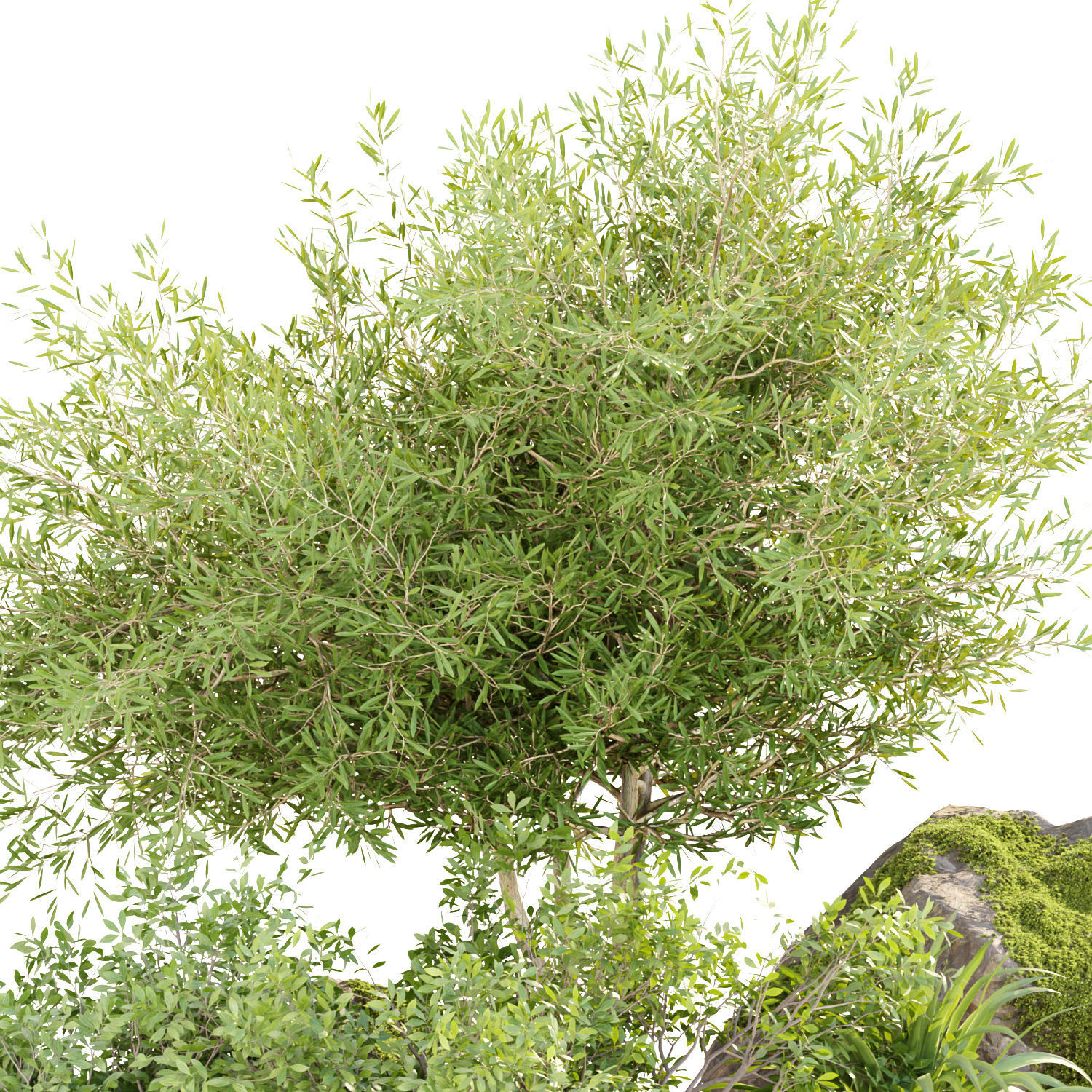 Garden Plants 3D Models collection _8