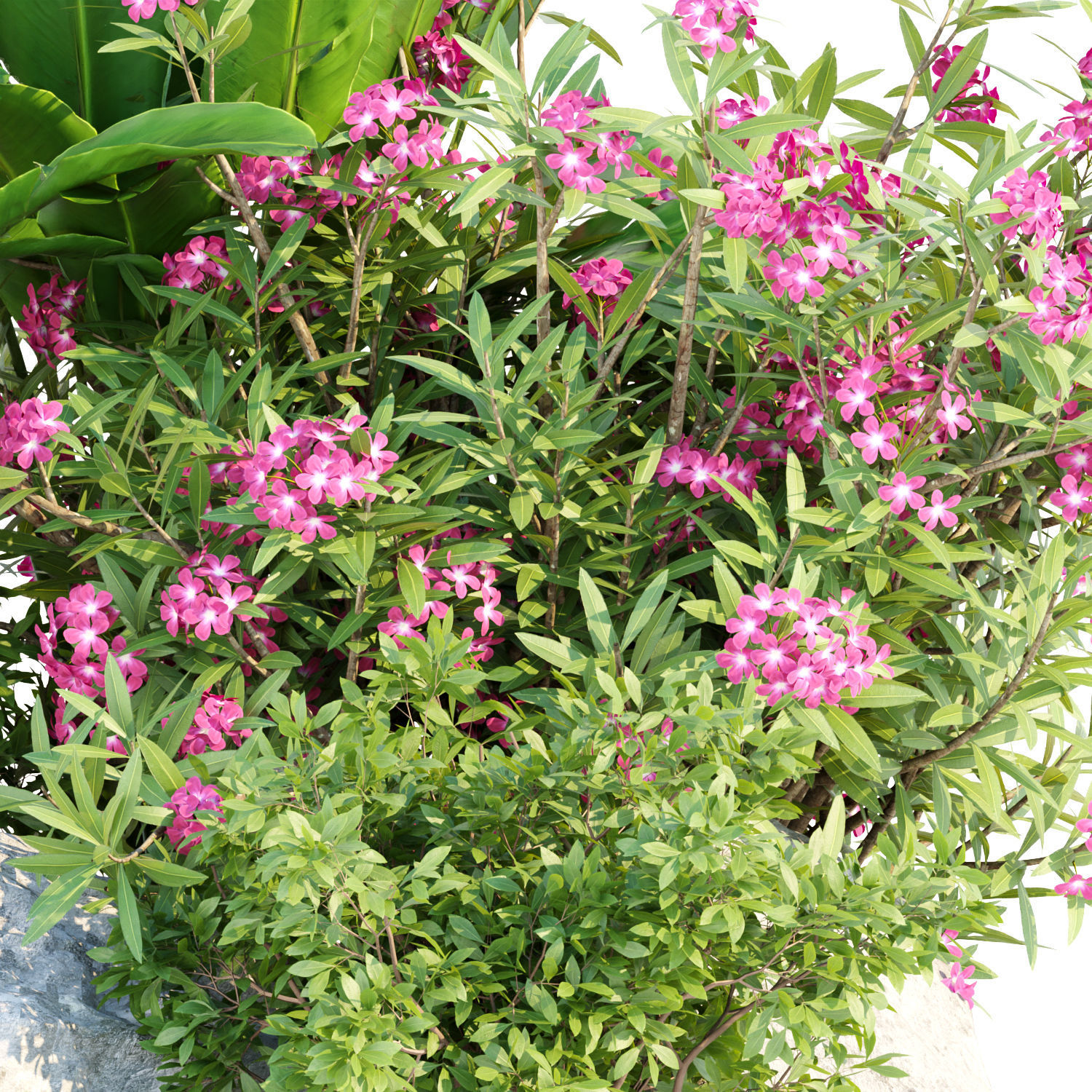 Garden Plants 3D Models collection _10