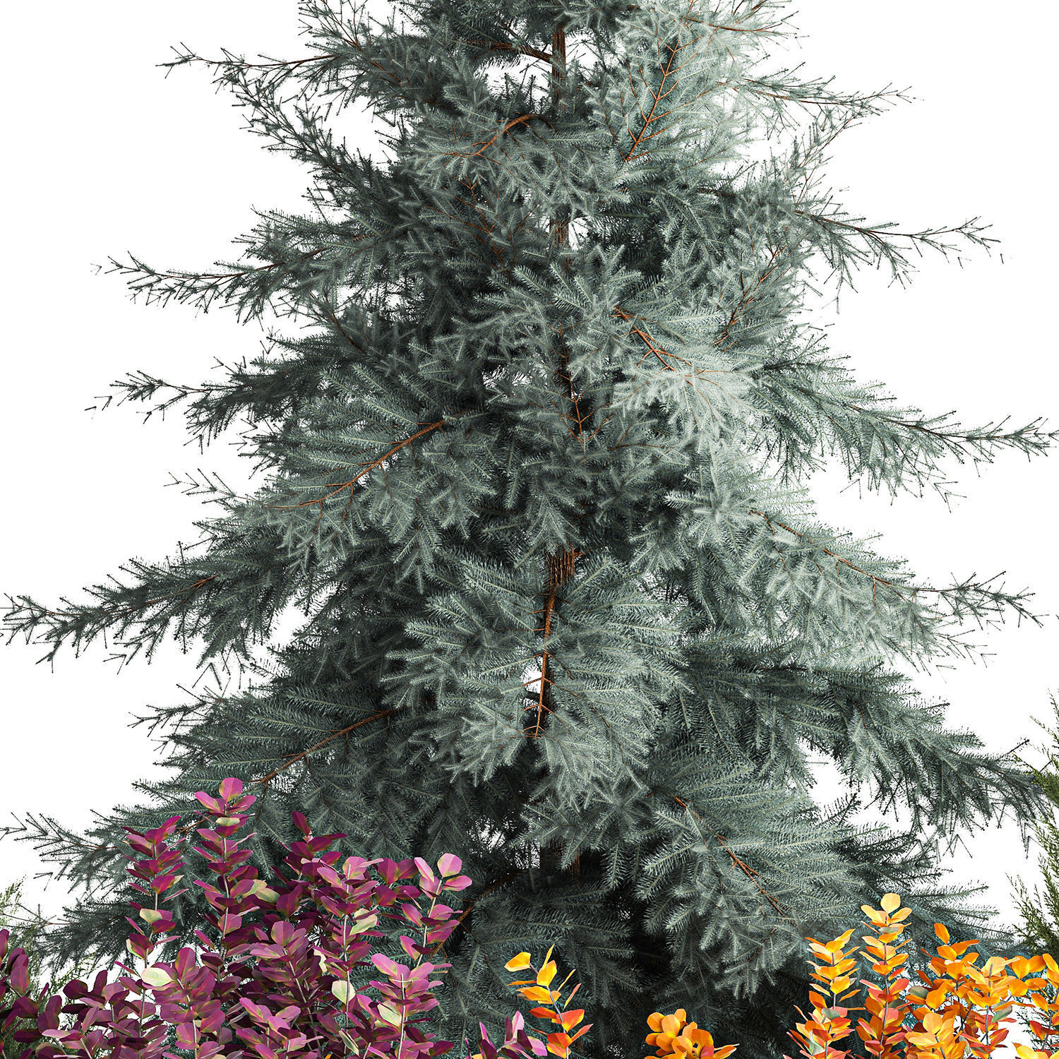 Garden of spruce thuja juniper and barberry 1173 3D model_6