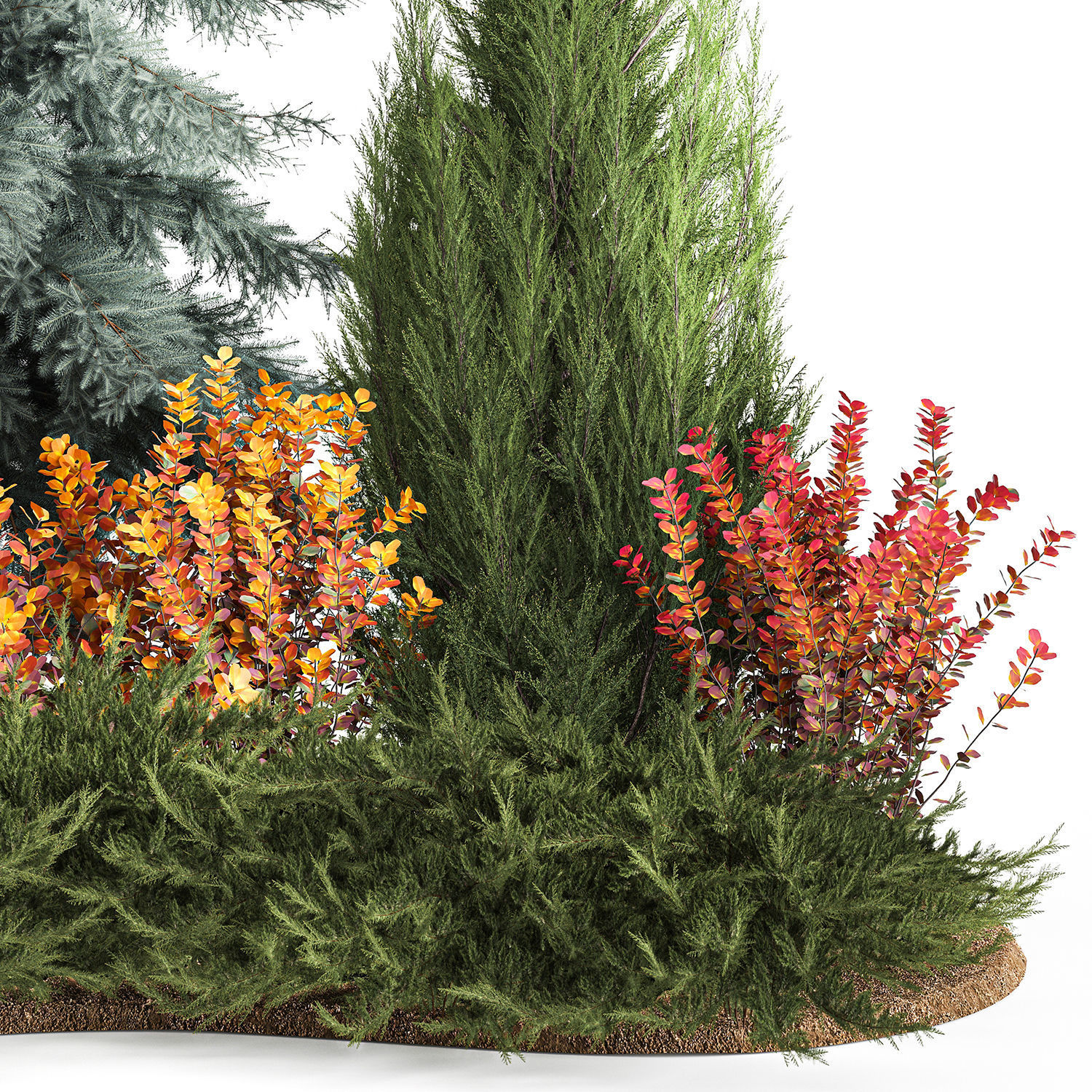 Garden of spruce thuja juniper and barberry 1173 3D model_5