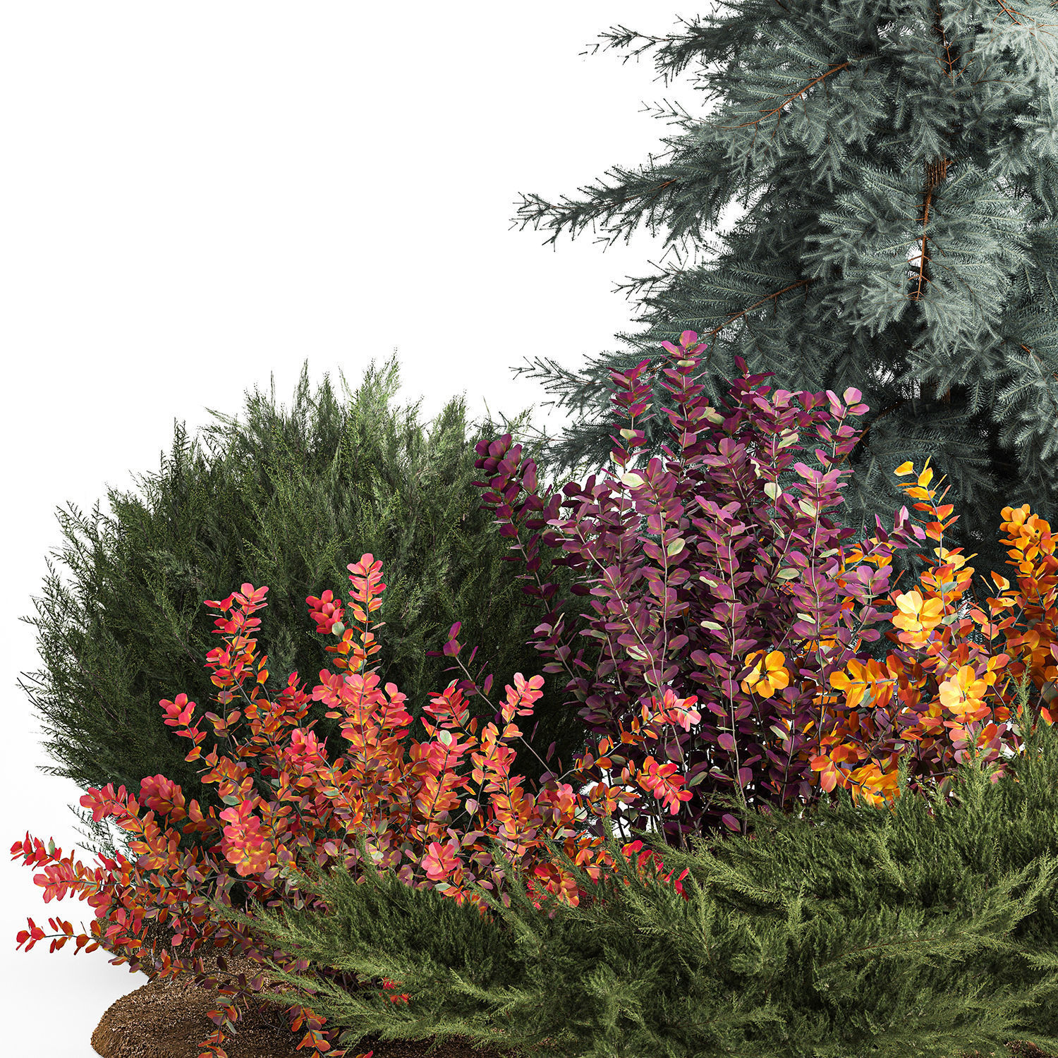 Garden of spruce thuja juniper and barberry 1173 3D model_3