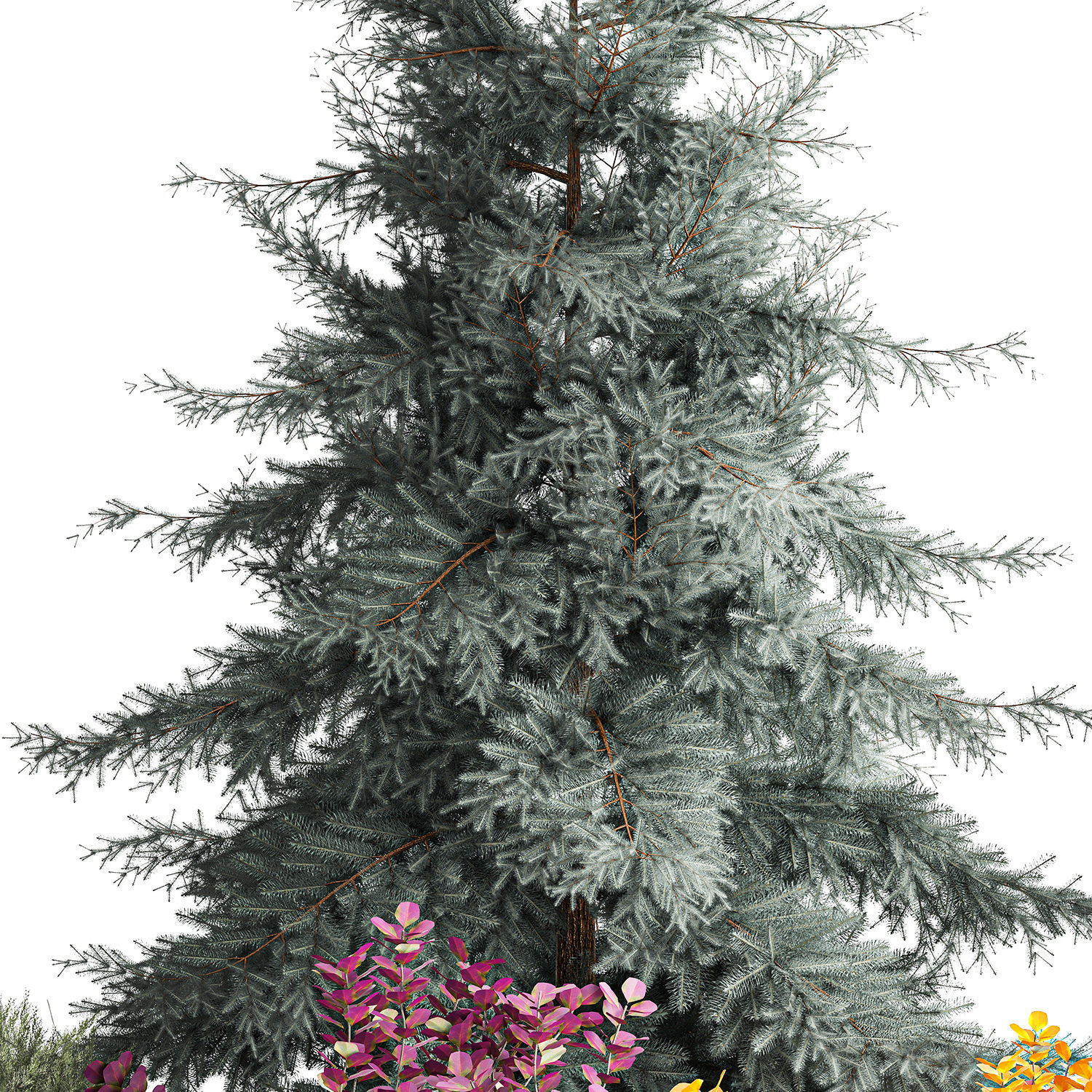 Garden of spruce thuja juniper and barberry 1173 3D model_8