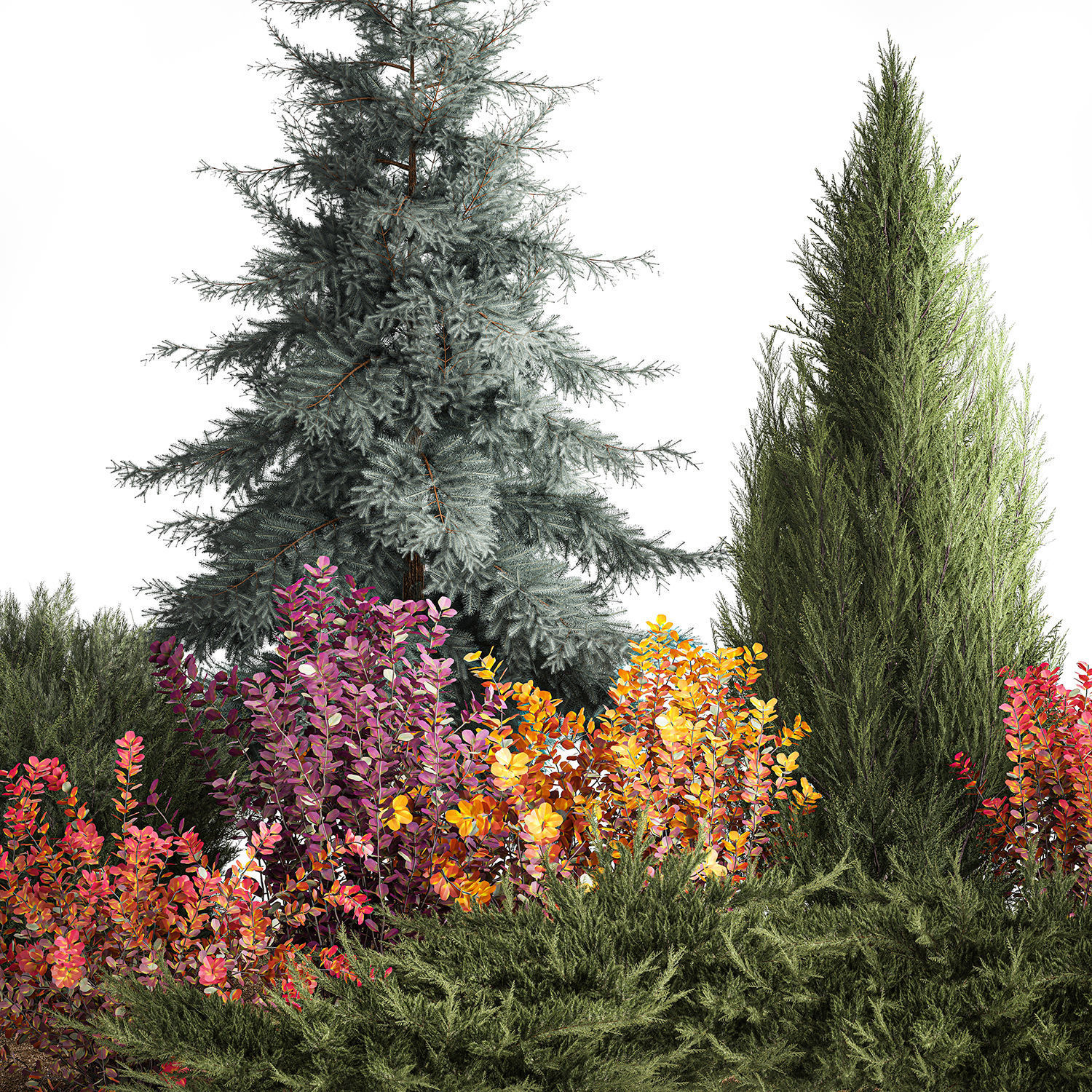 Garden of spruce thuja juniper and barberry 1173 3D model_2