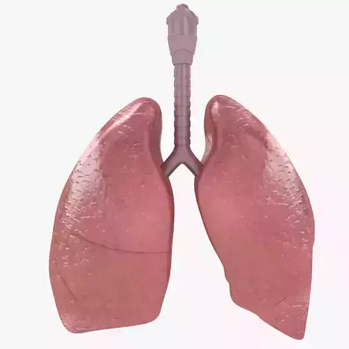 lungs