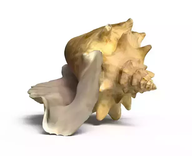 Conch shell 3D model
