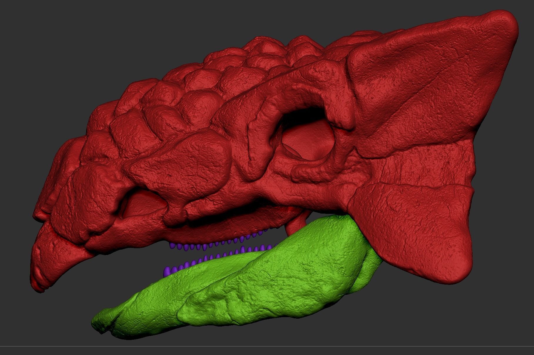 Ankylosaurus Skull  3D print model_6