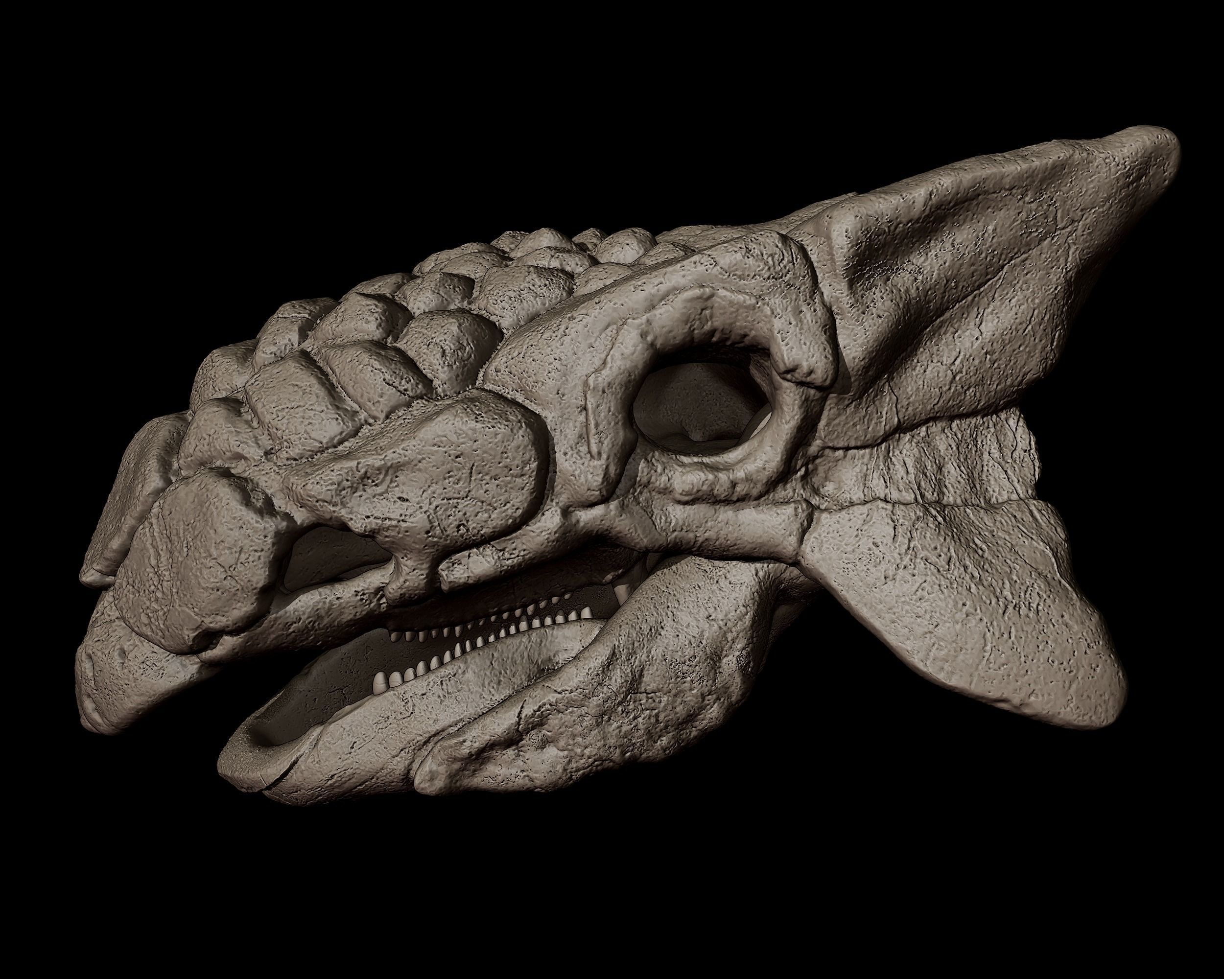 Ankylosaurus Skull  3D print model_4