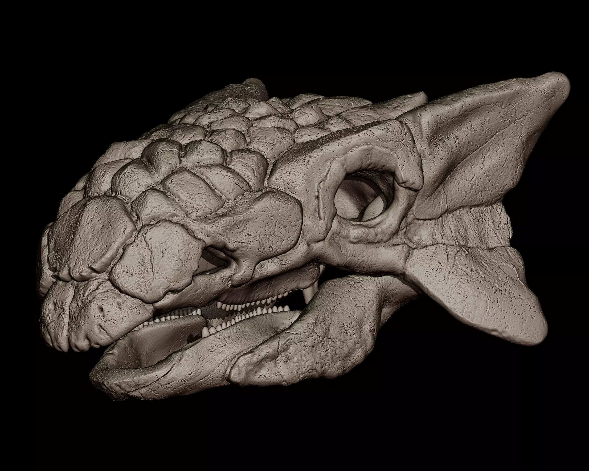 Ankylosaurus Skull  3D print model_0
