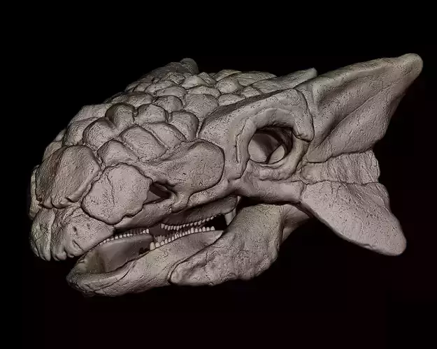 Ankylosaurus Skull  3D print model