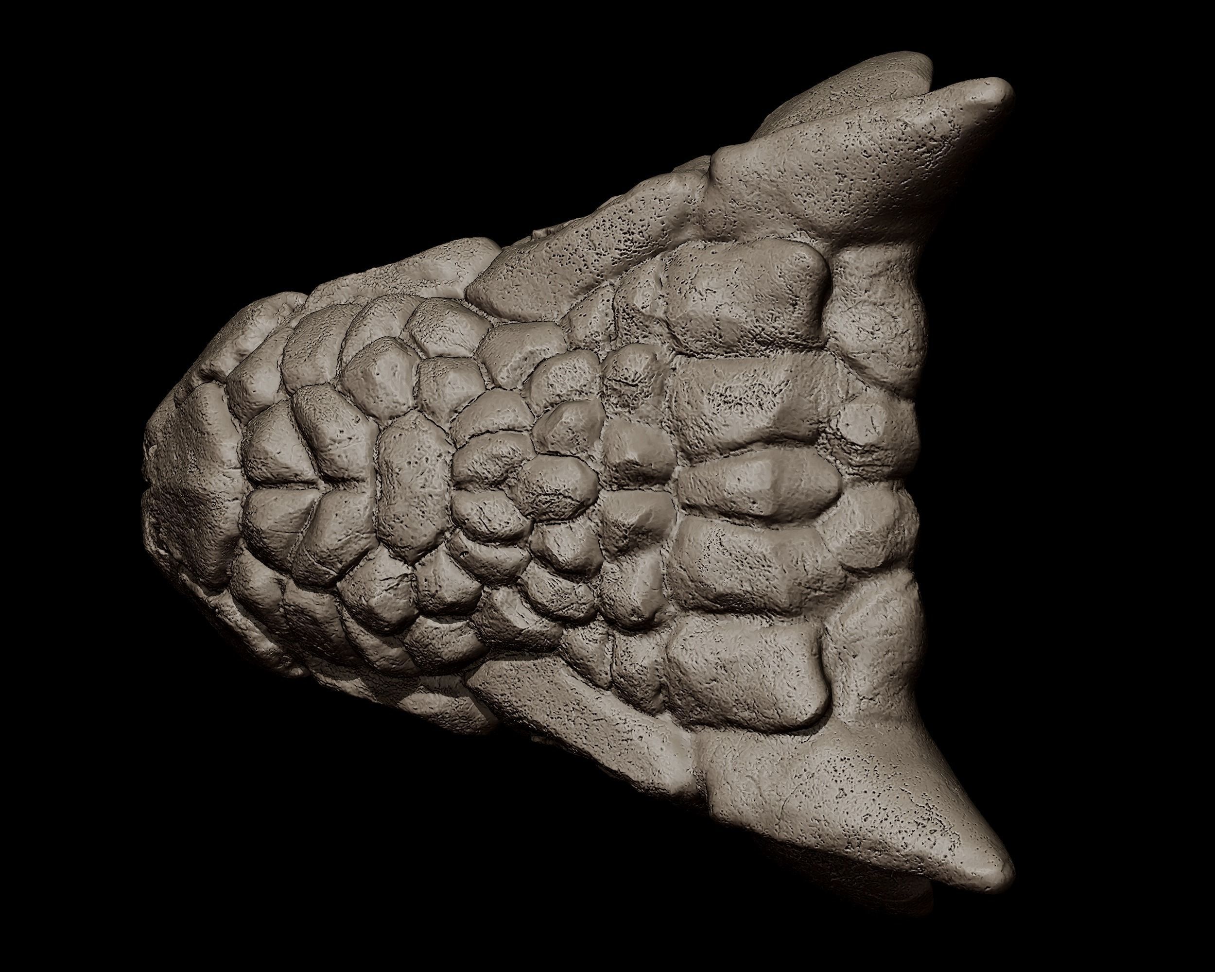 Ankylosaurus Skull  3D print model_3