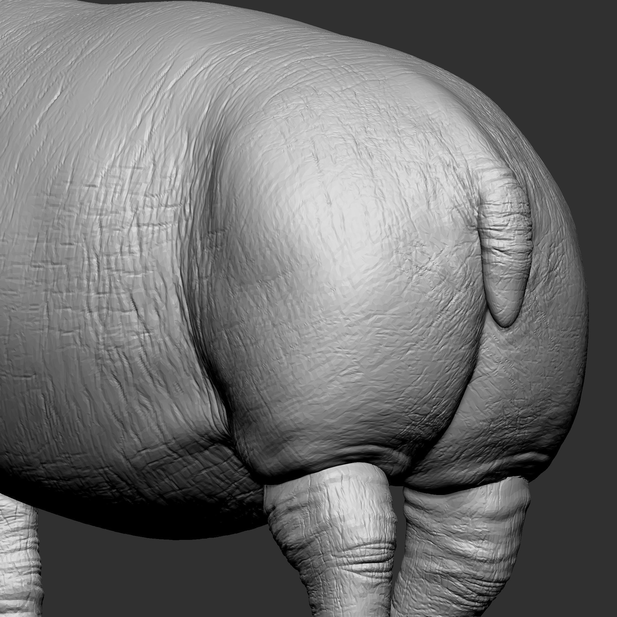 HIPPOPOTAMUS 3D print model_2
