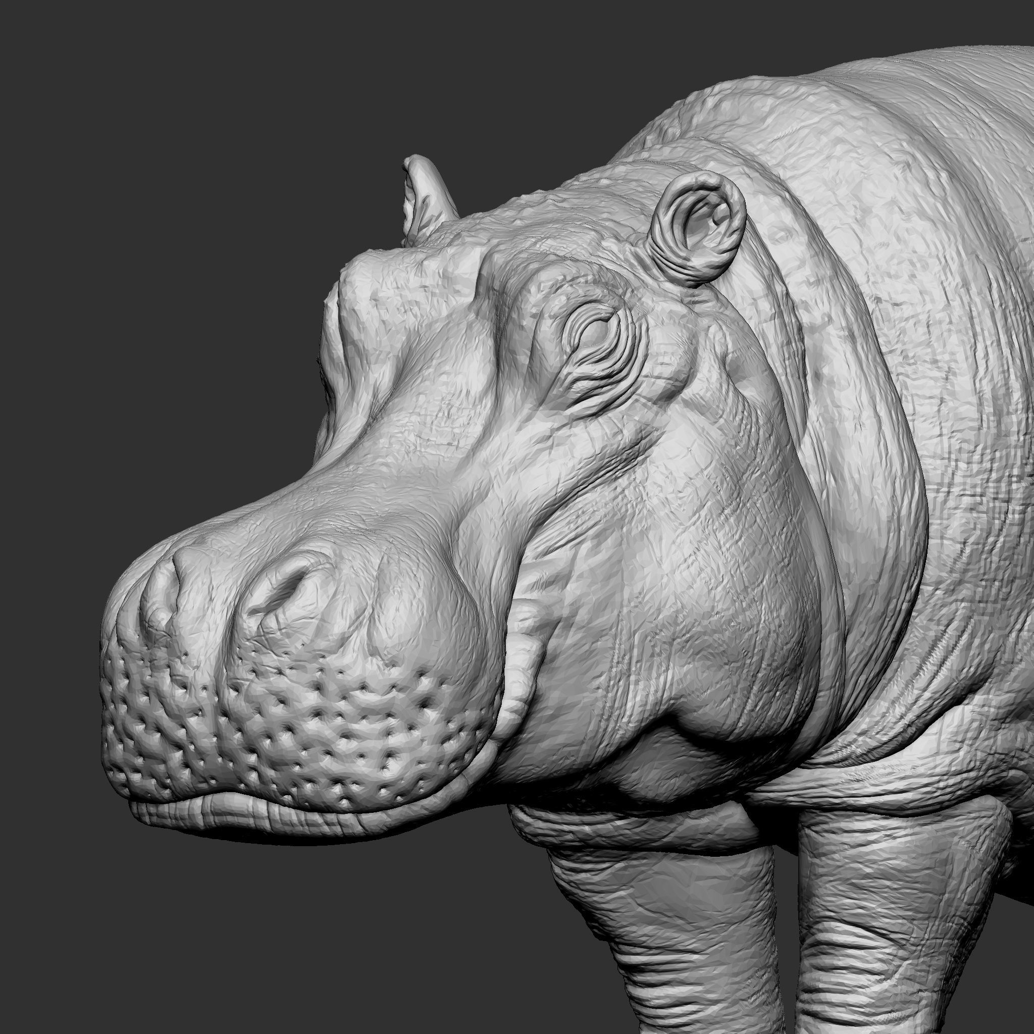 HIPPOPOTAMUS 3D print model_7