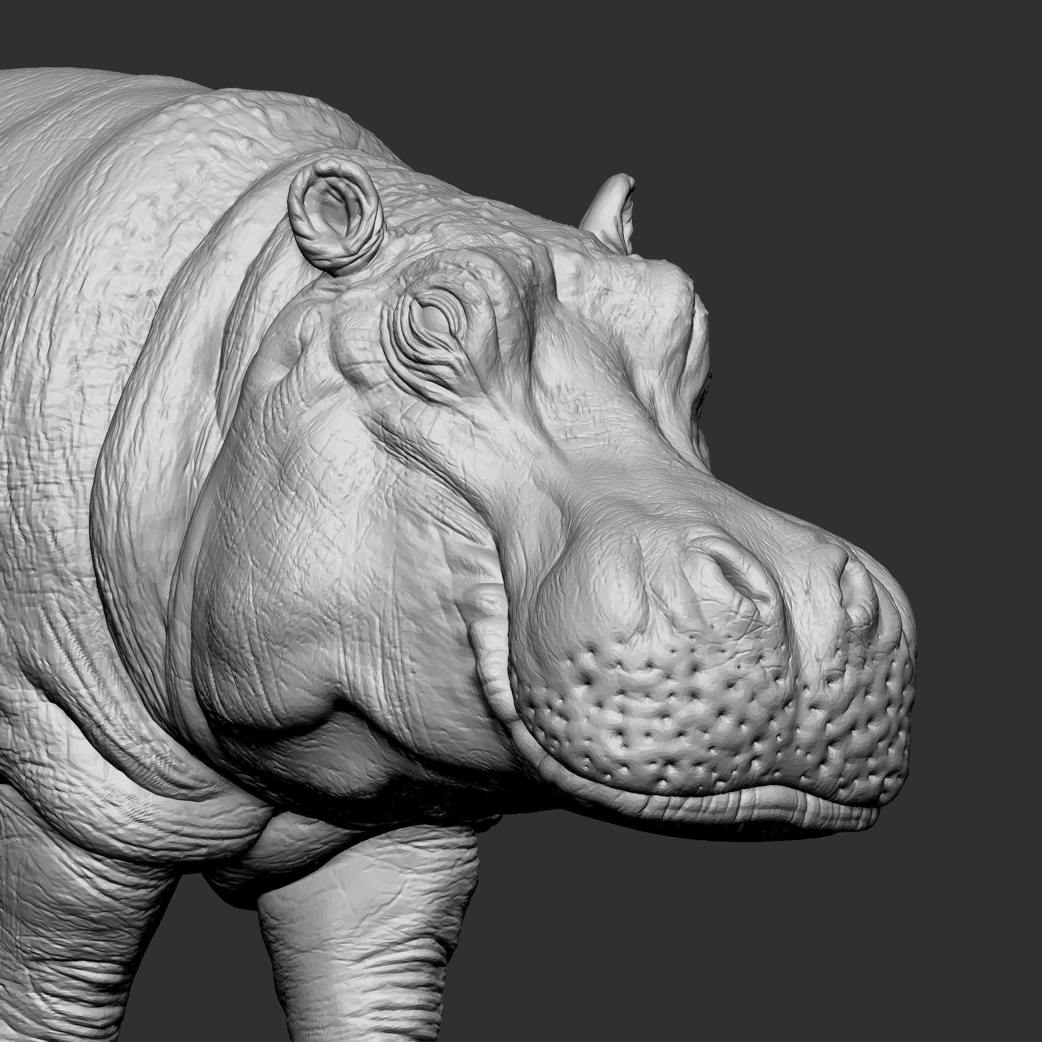 HIPPOPOTAMUS 3D print model_8