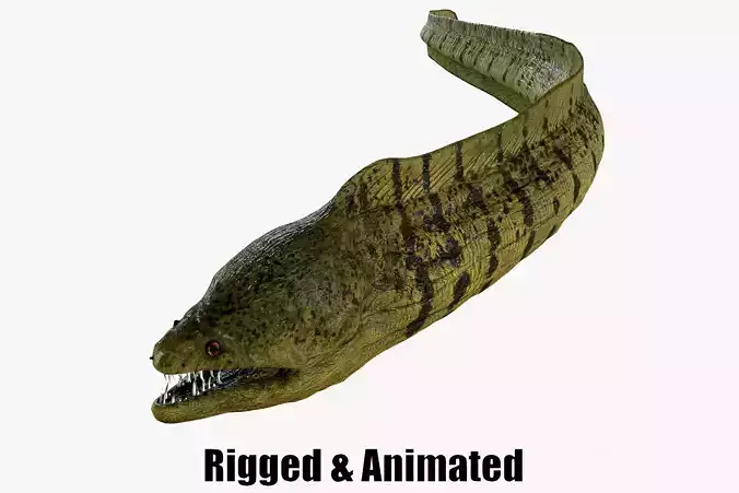 Moray eel 3D model