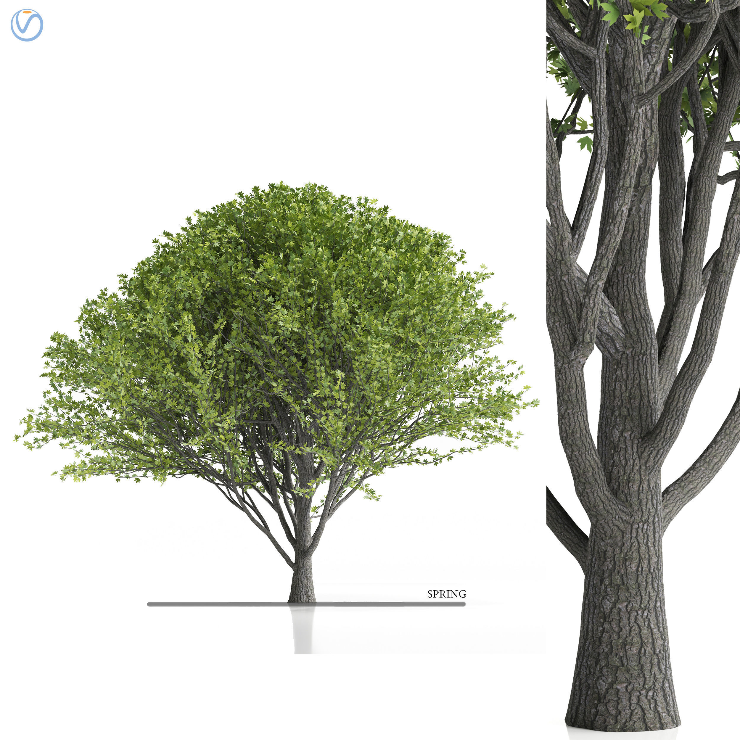 Maple tree-season pack 3D model_4