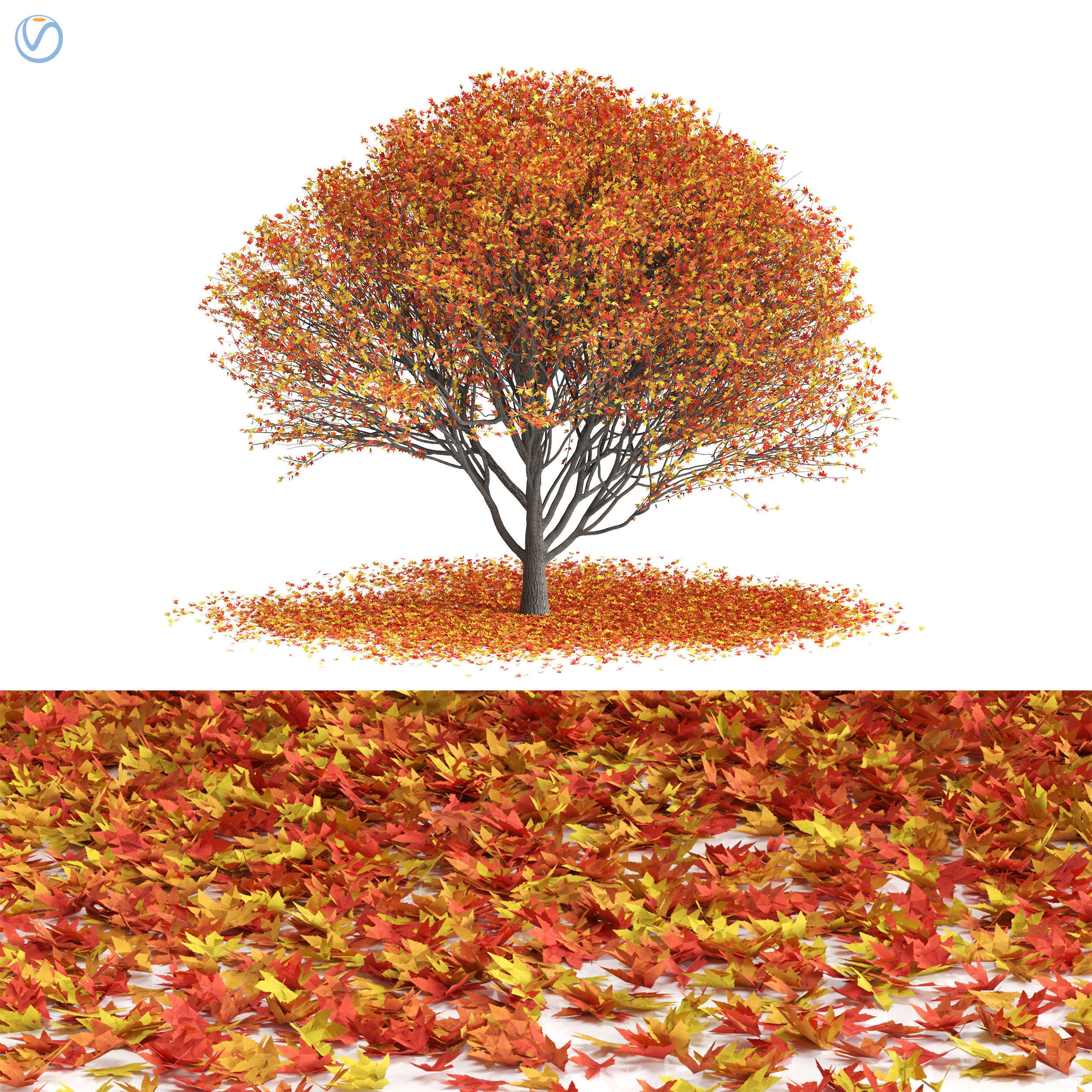 Maple tree-season pack 3D model_5