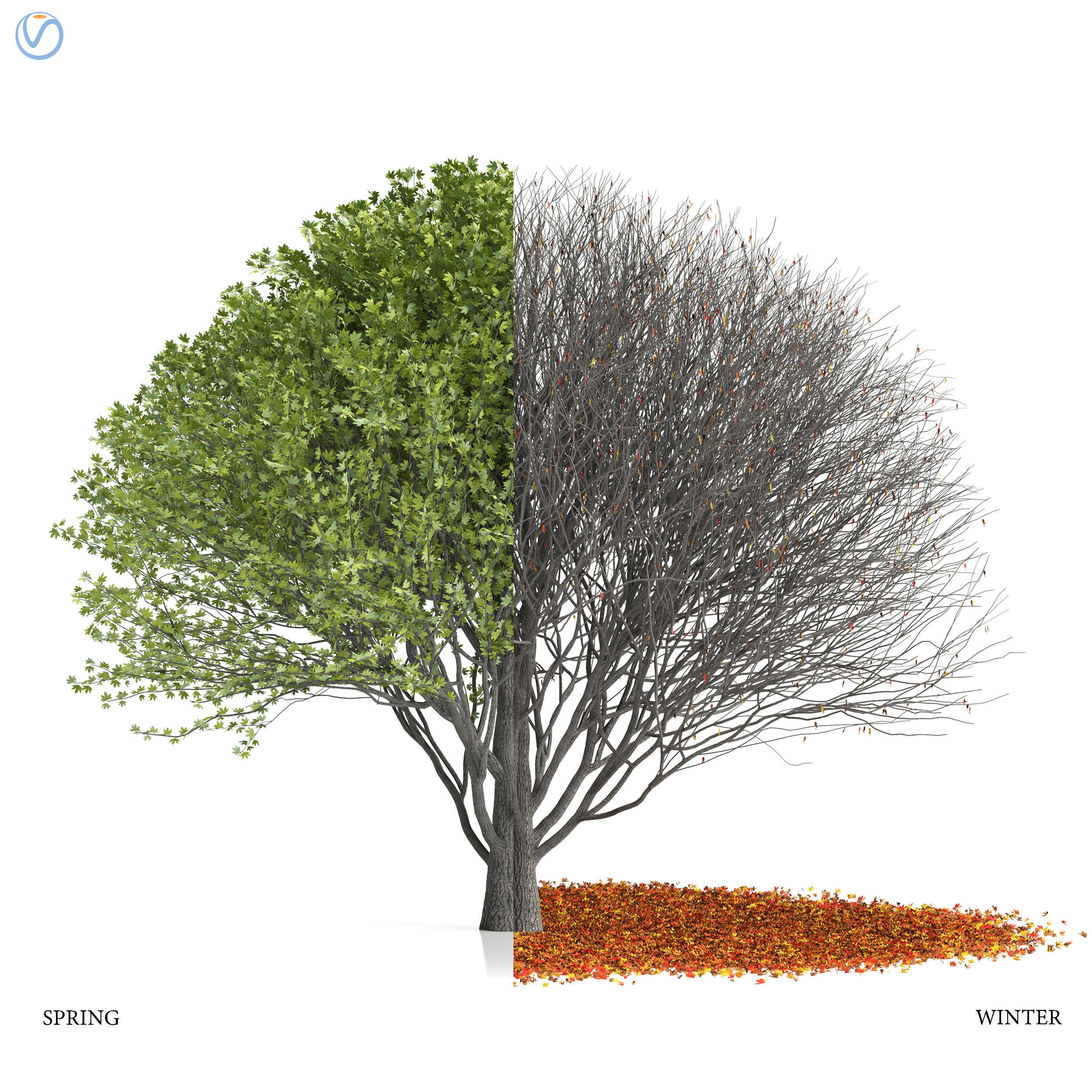 Maple tree-season pack 3D model_2