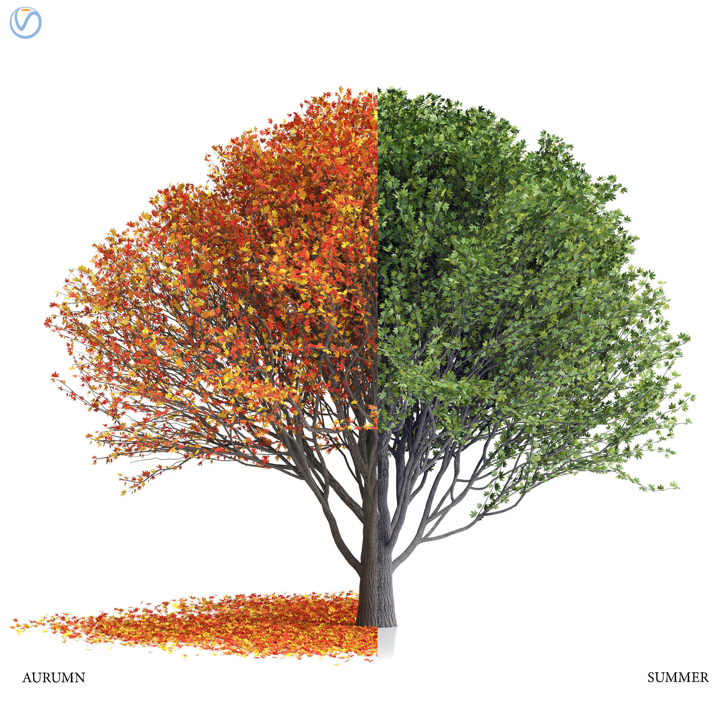 Maple tree-season pack 3D model_1