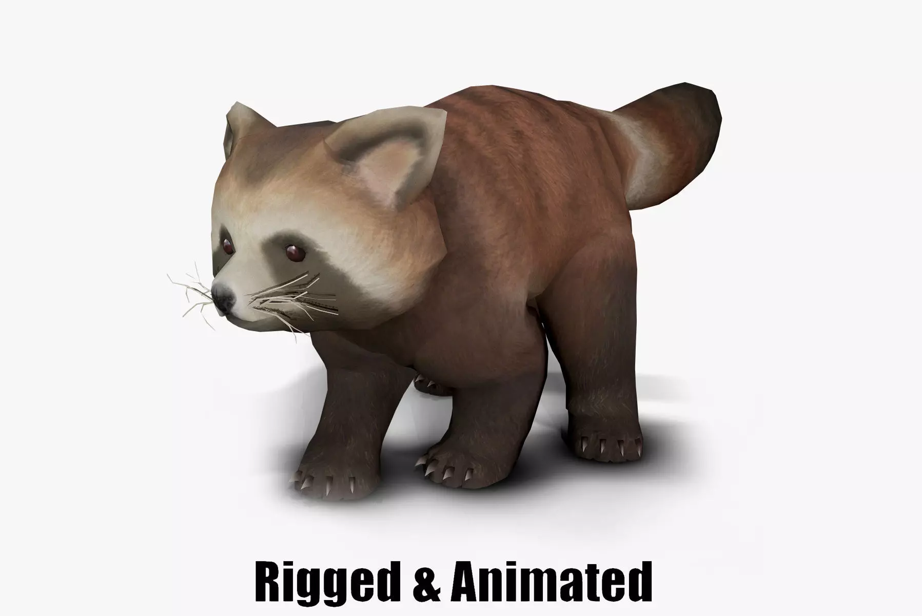 red panda Low-poly 3D model_0