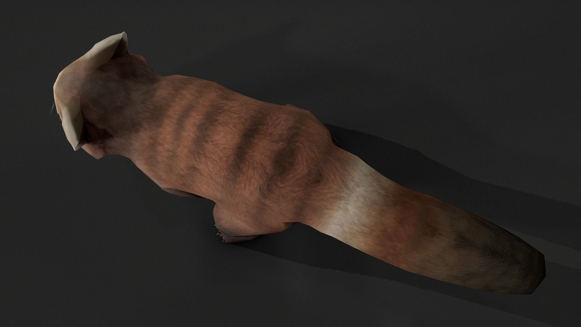 red panda Low-poly 3D model_6