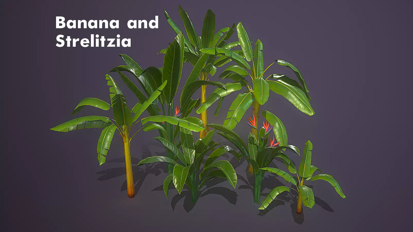 Banana and Strelitzia Plants Low-poly 3D model_0