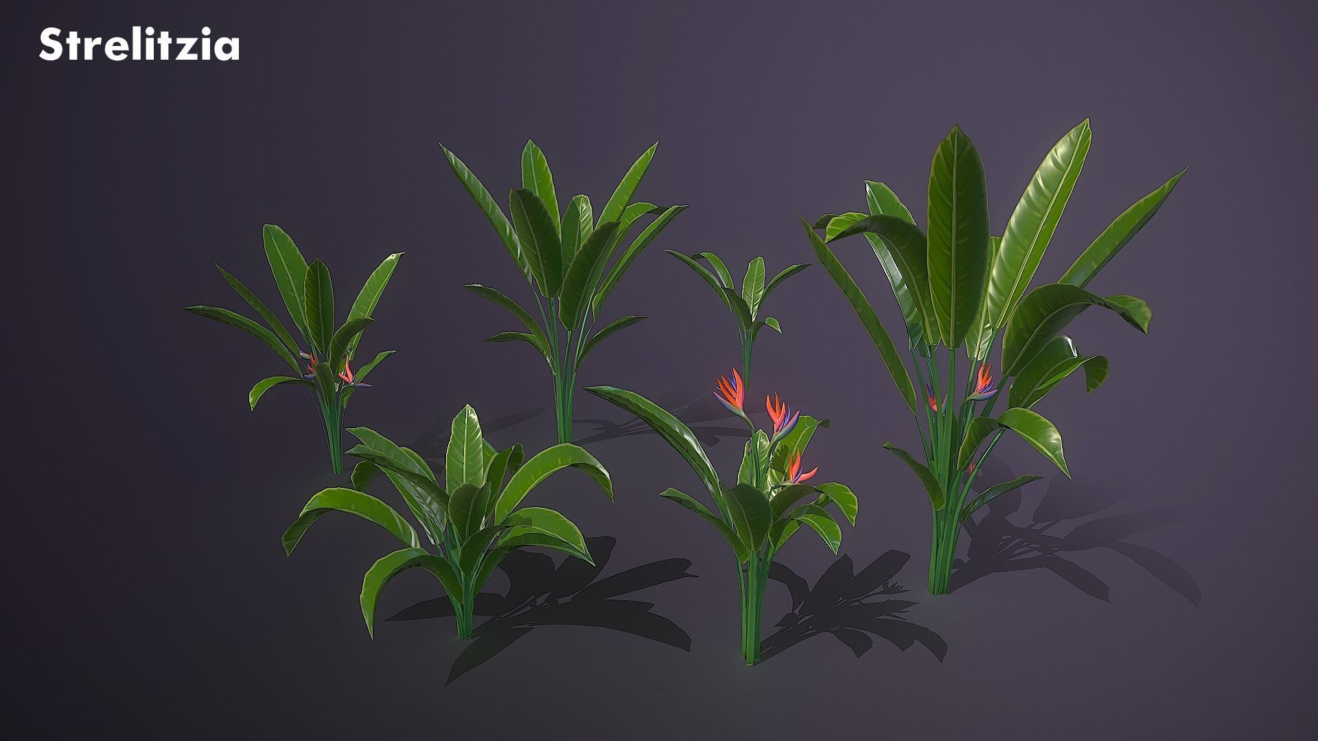 Banana and Strelitzia Plants Low-poly 3D model_3