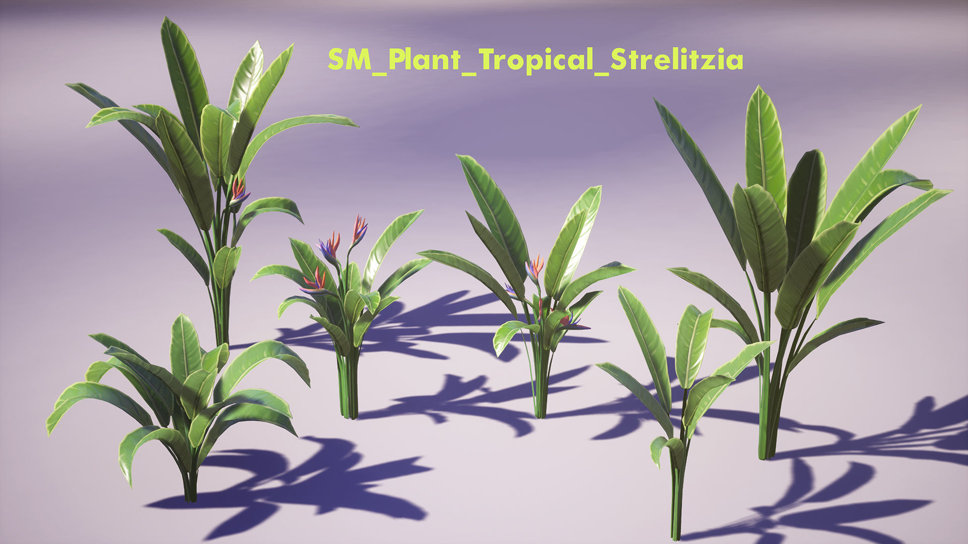 Banana and Strelitzia Plants Low-poly 3D model_7